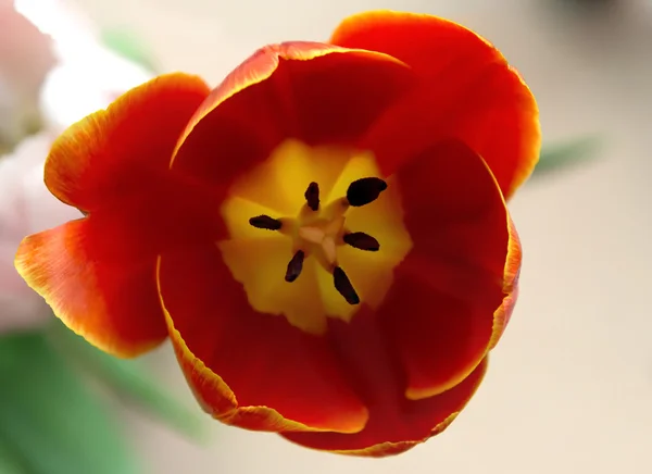 Tulip red macro — Stock Photo, Image