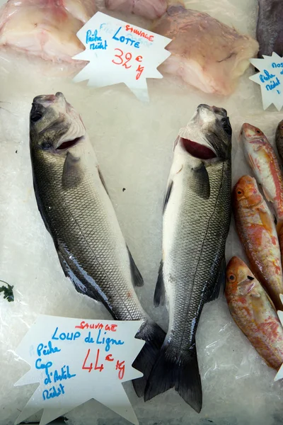 Nice - seafish on the fish market — Stock Photo, Image