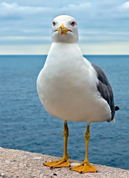 Gull — Stock Photo, Image