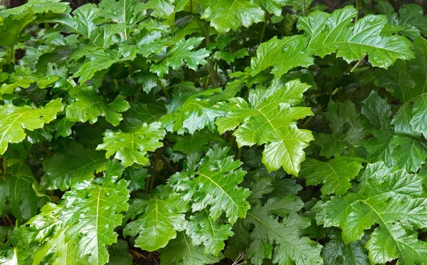 Groene bladeren — Stockfoto