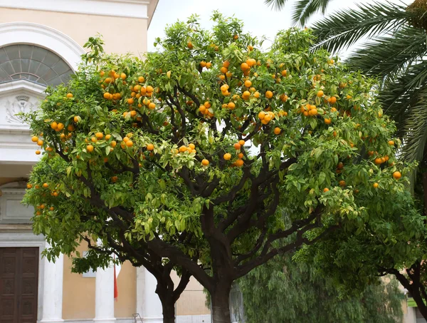 Ницца - апельсиновое дерево — стоковое фото