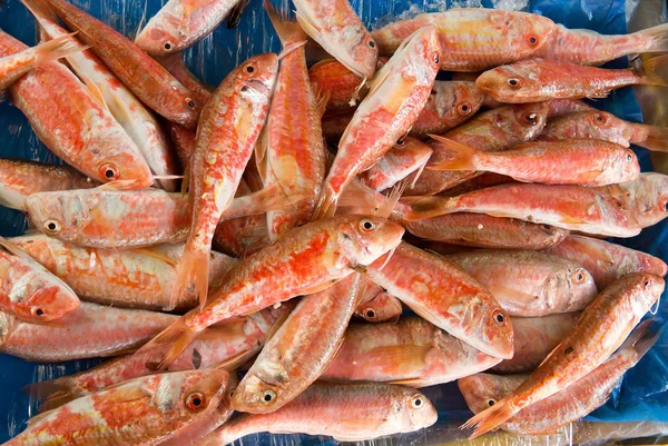 Red mullet fish — Stock Photo, Image