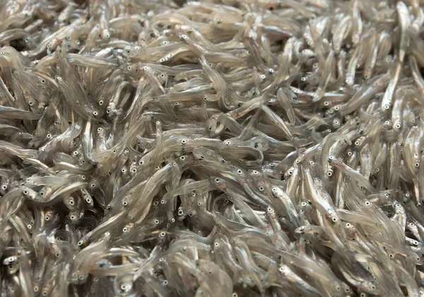 Nice - Anchovies on the fish market — Stock Photo, Image