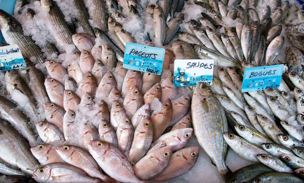 Nice - Mercado de peixe — Fotografia de Stock