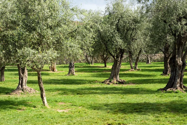 Olivenbäume — Stockfoto