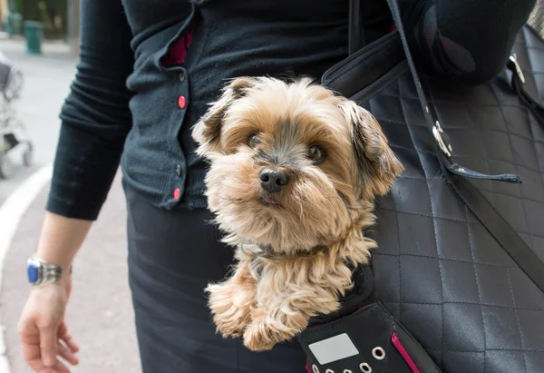 Köpek bir çanta içinde — Stok fotoğraf