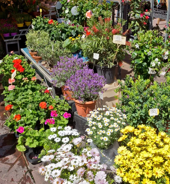 Şehir güzel - çiçekler semt pazarı — Stok fotoğraf