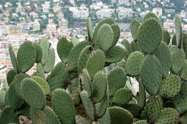 Kaktus — Stockfoto