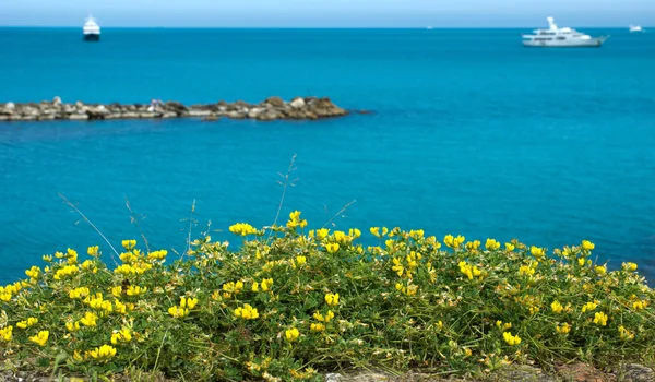 Antibes - Fiori sul Mar Mediterraneo — Foto Stock