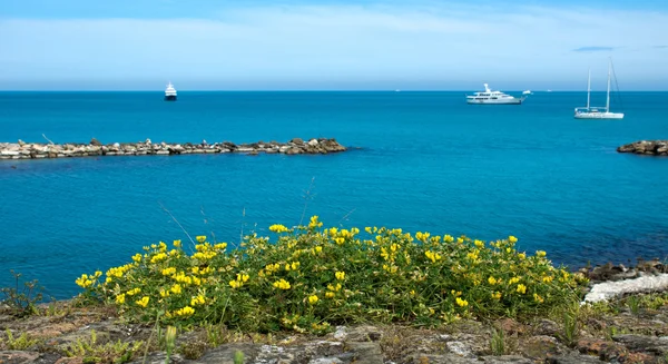 Antibes - Fiori sul Mar Mediterraneo — Foto Stock