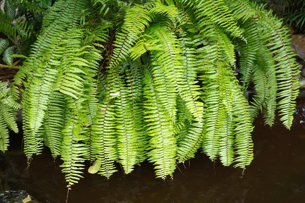 Lagoa tropical — Fotografia de Stock