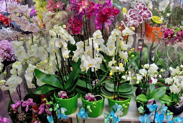 Amsterdam - Mercado de flores de Amsterdã — Fotografia de Stock