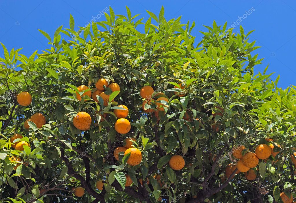 Nice Orange tree — Stock Photo © venakr 71663929