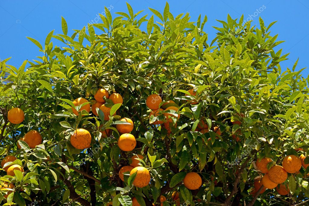 Nice Orange tree — Stock Photo © venakr 71663933