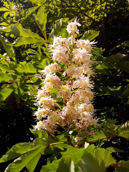 栗の木の花 — ストック写真