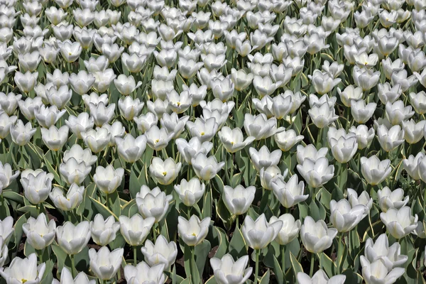 White tulips — Stock Photo, Image