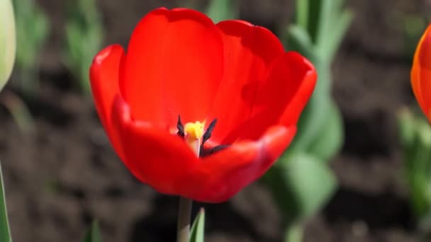 Red tulip — Stock Video