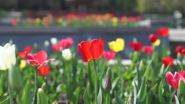 Rote Tulpen — Stockvideo