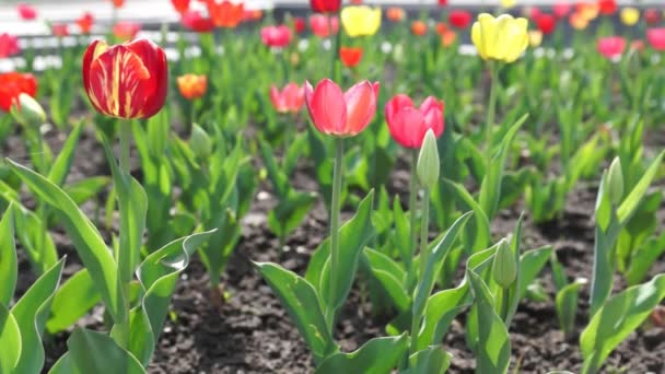 Red tulips — Stock Video