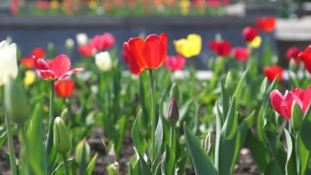 Rote Tulpen — Stockvideo