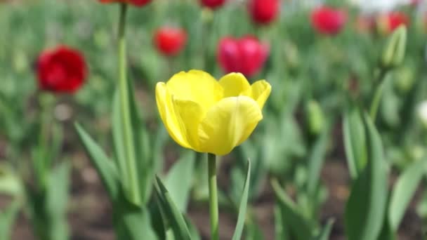 Yellow tulip — Stock Video