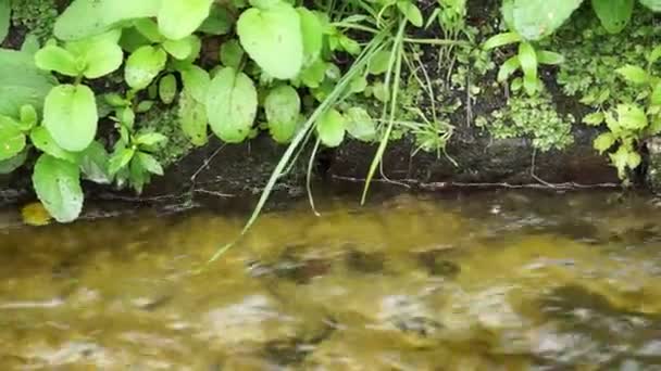 Corriente forestal — Vídeos de Stock