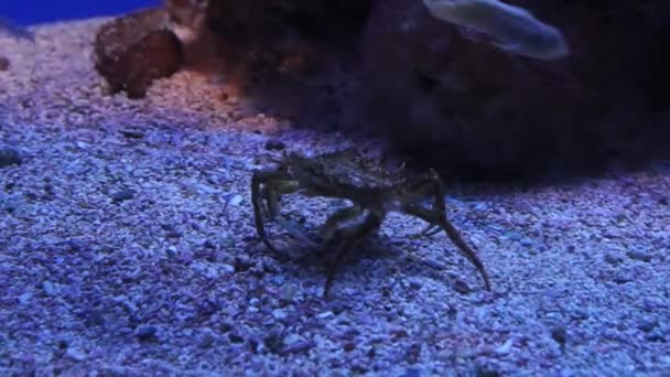 Monaco-krab loopt op de zeebodem — Stockvideo