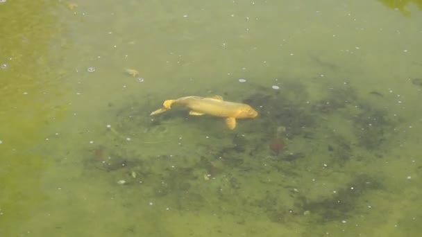 Mónaco - Pescado dorado en el estanque — Vídeo de stock