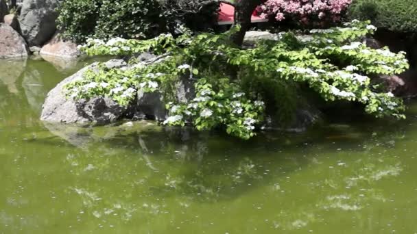 Monaco-vijver in Japanse tuin — Stockvideo