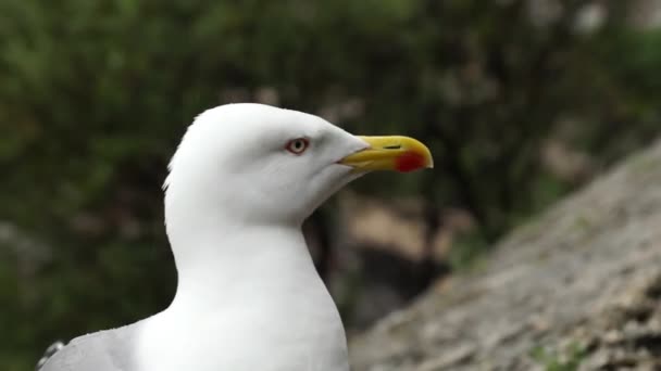 Monaco - Sea gull standing on the old wall — Stock Video