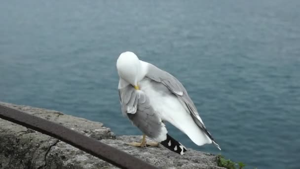 Monaco-Sea Gull stående på den gamla muren — Stockvideo