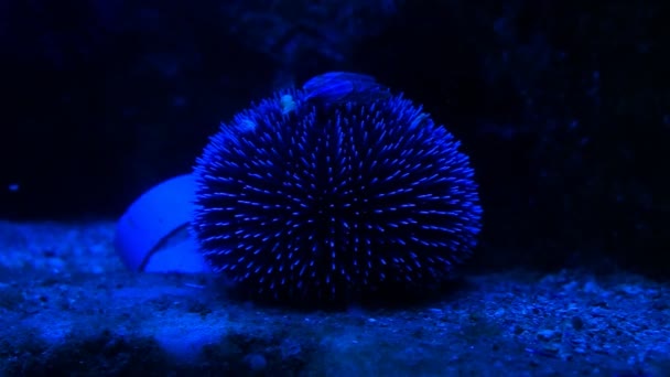 Monaco-Sea-Urchin i blått djupt vatten — Stockvideo