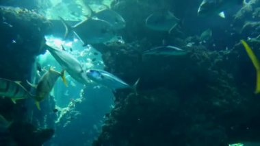 Monako - Mavi derin suda tropikal balık