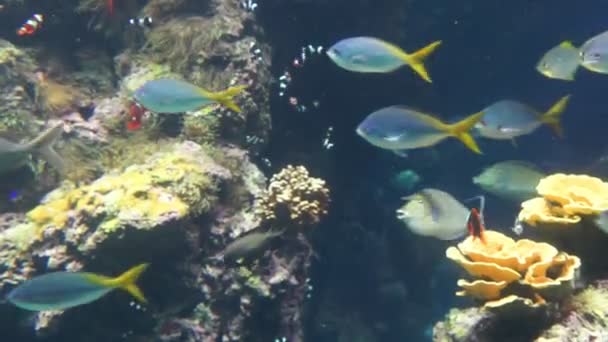 摩纳哥 - 水族馆中的热带鱼 — 图库视频影像