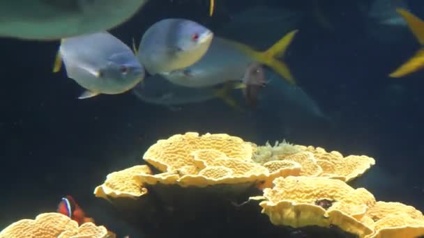 Monaco - Pesci tropicali in acquario — Video Stock