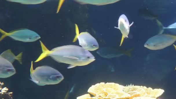 Monaco-tropiska fiskar i akvariet — Stockvideo