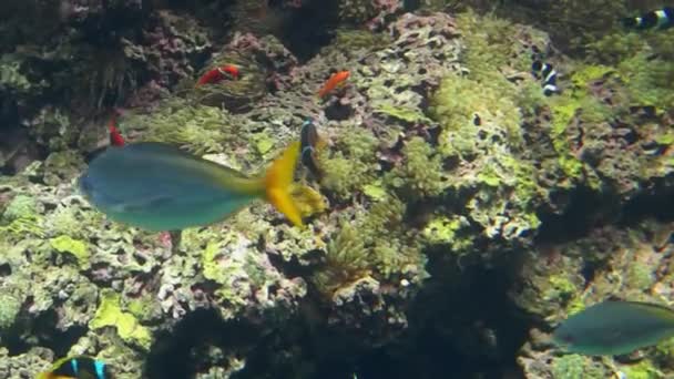 Монако - тропические рыбы в аквариуме — стоковое видео