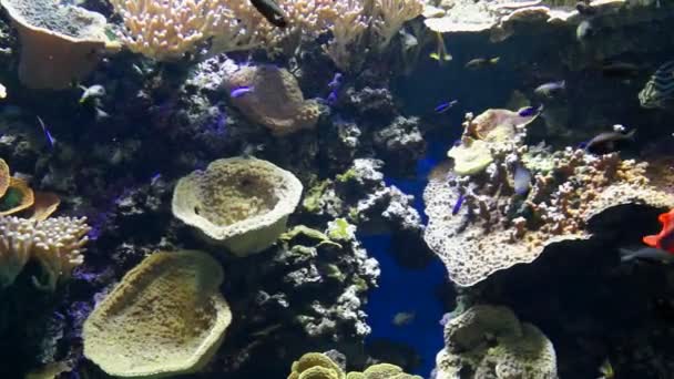 Monaco - Pesci tropicali in acquario — Video Stock