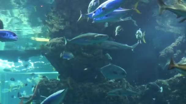 Monaco - Pesci tropicali in acquario — Video Stock