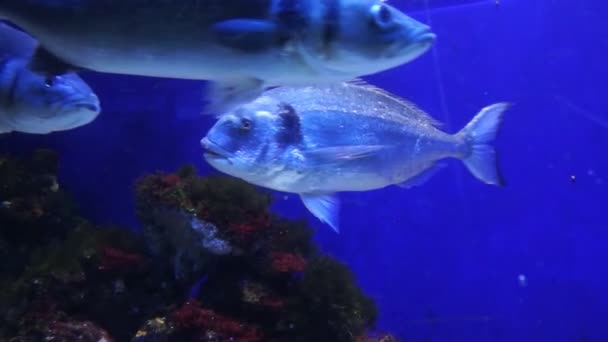 Monako-tropické ryby v akváriu — Stock video