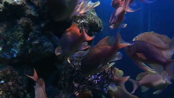 Monaco-tropiska fiskar i akvariet — Stockvideo