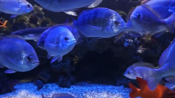 Mónaco - Peces tropicales en aguas profundas azules — Vídeo de stock