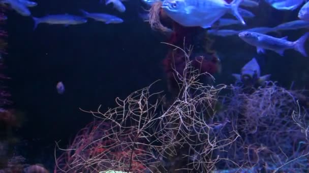 モナコ - 青い深海の熱帯魚 — ストック動画