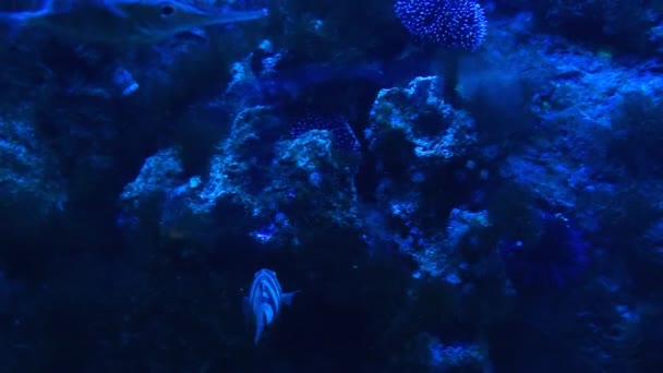 Монако - рыба в синей глубоководной воде — стоковое видео