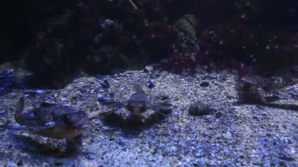 Monaco - Pesci tropicali in acque profonde blu — Video Stock