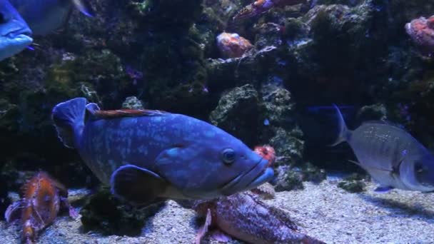 Mónaco - Peces tropicales en aguas profundas azules — Vídeo de stock