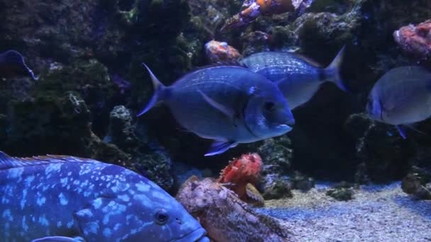 Mónaco - Peces tropicales en aguas profundas azules — Vídeo de stock