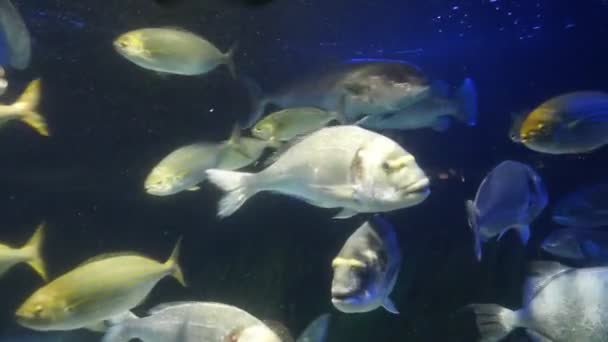 Monaco - tropische Fische in blauem Tiefwasser — Stockvideo