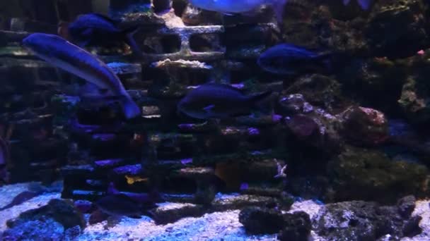 Monaco-tropiska fiskar i blått djupt vatten — Stockvideo