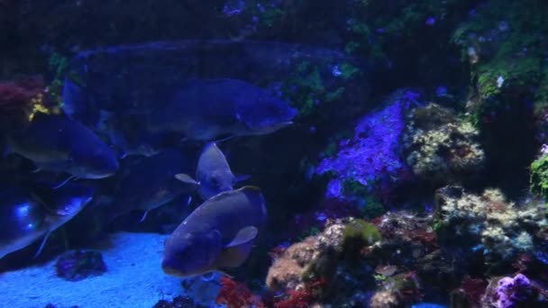 Monaco - tropische Fische in blauem Tiefwasser — Stockvideo